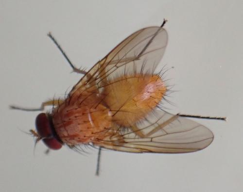 Phaonia pallida